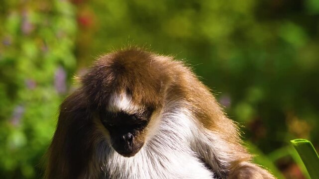 Close up of a spider monkey eating veggies on a sunny spring day
