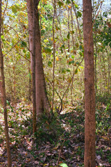 Obraz premium Damage to trees due to intense sunlight. Adverse effects on the environment due to human destruction of trees. Before a disaster, the unpleasant environmental conditions. bad nature of summer season