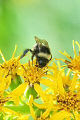 A bumblebee on the flowers