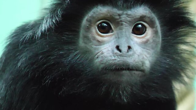 Close up of a young Javan lutung monkey face looking around