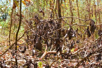 Fototapeta premium Damage to trees due to intense sunlight. Adverse effects on the environment due to human destruction of trees. Before a disaster, the unpleasant environmental conditions. bad nature of summer season