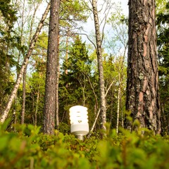 A white lightbulb in a forest