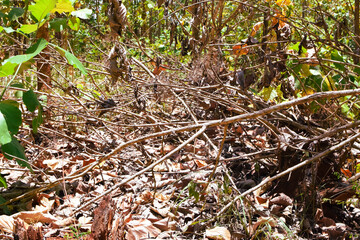Damage to trees due to intense sunlight. Adverse effects on the environment due to human destruction of trees. Before a disaster, the unpleasant environmental conditions. bad nature of summer season