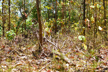 Damage to trees due to intense sunlight. Adverse effects on the environment due to human destruction of trees. Before a disaster, the unpleasant environmental conditions. bad nature of summer season