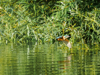 Common kingfisher (Alcedo atthis) in flight over water, Sweden