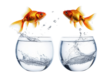 Goldfish attempting escape between two bowls creating splashes and water droplets at a vibrant, isolated setting
