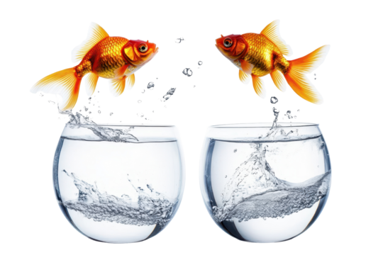 Goldfish attempting escape between two bowls creating splashes and water droplets at a vibrant, isolated setting
