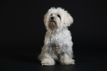 Cute white Maltese dog on black background