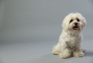 Cute white Maltese dog on light grey background, space for text