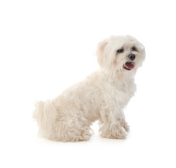 Cute Maltese dog on white background. Adorable pet