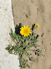 yellow flowers on the stone