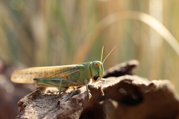 One locust on snag against blurred background, closeup. Space for text