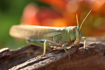One locust on snag against blurred background, closeup. Wild insect