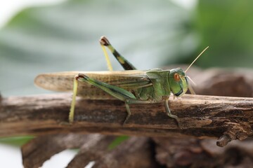 One locust on branch outdoors, closeup. Wild insect