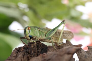 One locust on snag against blurred background, closeup. Wild insect