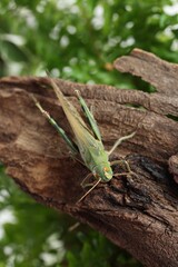One locust on snag outdoors, above view. Wild insect
