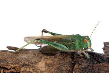 One locust on snag against white background. Wild insect
