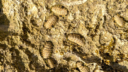 Traces from Uliton in stone deposits on the beach