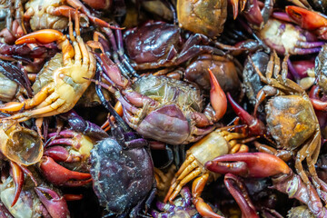 Fresh rice field crabs soaked in salt water, a traditional ingredient in Asian cuisine, highlighting authentic local food culture and exotic delicacy.