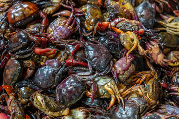 Fresh rice field crabs soaked in salt water, a traditional ingredient in Asian cuisine, highlighting authentic local food culture and exotic delicacy.
