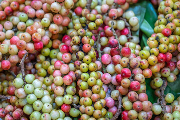 Vibrant Antidesma thwaitesianum berries with shades of red, green, and pink, creating a natural tropical texture and colorful background.