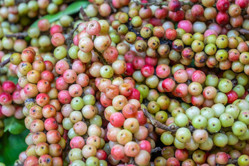 Vibrant Antidesma thwaitesianum berries with shades of red, green, and pink, creating a natural tropical texture and colorful background.