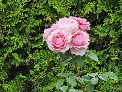 Beautiful roses on the background of the garden. Rosa "Pomponella".