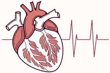 Detailed human heart illustration with ECG line, medical education