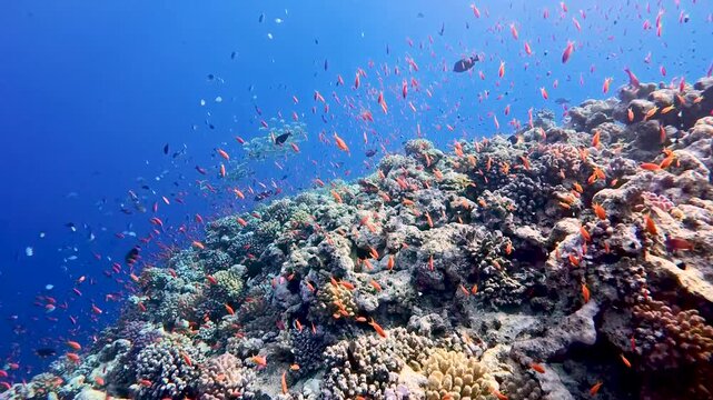 Stunning tropical coral reef scenery with shoals of anthias swimming on wall in Red Sea