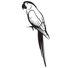 Stylized Black and White Parrot Illustration Perched