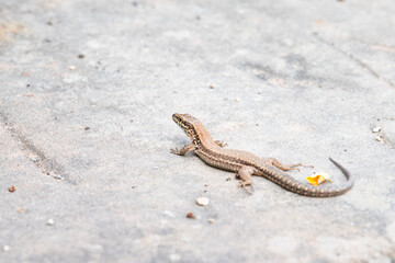 Common wall lizard on slate stone, Podarcis muralis, reptile living in Northern Europe and North America, wildlife moselle valley
