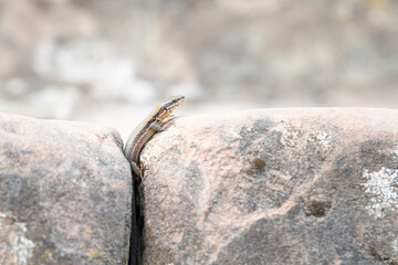 Common wall lizard on slate stone, Podarcis muralis, reptile living in Northern Europe and North America, wildlife moselle valley