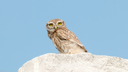 great horned owl