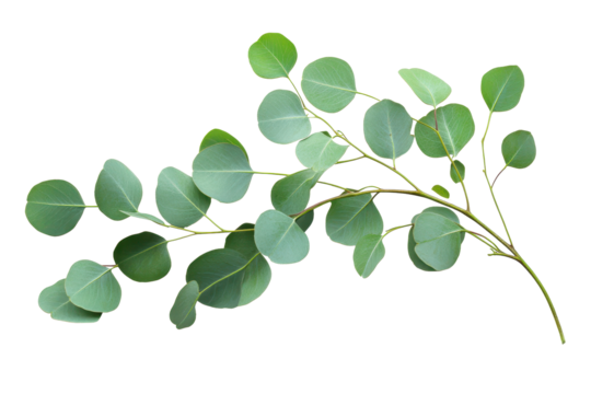 Bright eucalyptus stem with round green leaves showcasing vibrant colors in natural light, perfect for decorative arrangements or botanical studies with a focus on plant beauty