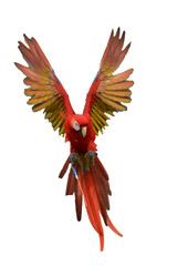 Obraz premium Macaw parrot flying, close up of a Macaw parrot