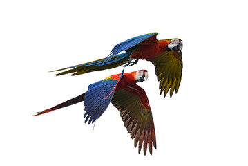 Fototapeta premium Macaw parrot flying, close up of a Macaw parrot