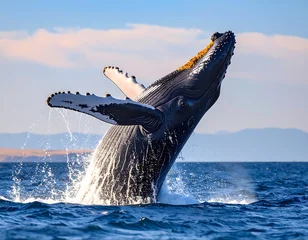 Papier peint photo  Humpback whale breaching  © Sarojah