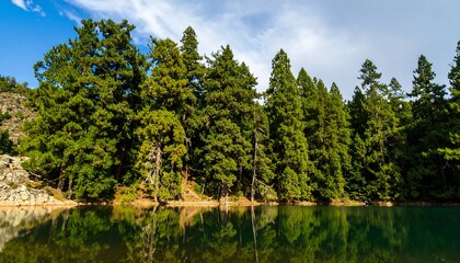 Serene Forest Lake Reflecting Lush Green Trees Under a Cloudy Sky.