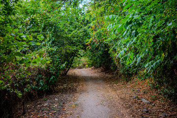 Shaded walking trail in green woodland