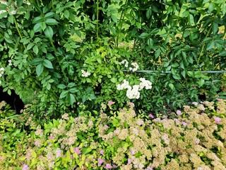 beautiful flowers in the garden