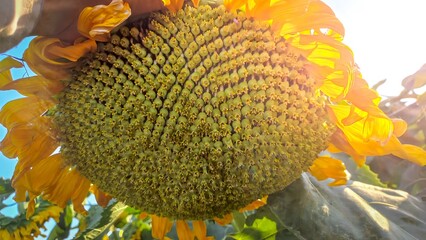 sunflowers blooming towards the sun in a sunflower field, close-up of Sunflower seeds promotes...