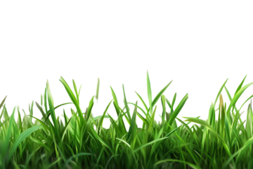 Fresh green grass border in a tranquil outdoor setting with a soft focus on nature's beauty highlighting texture and color
