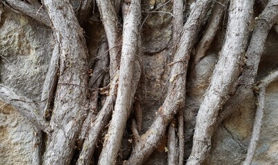 Close-up of tangled vines on stone