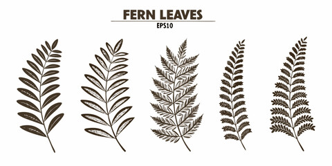 Naklejka premium Collection of five stylized dark brown fern leaves on a white background vector illustration
