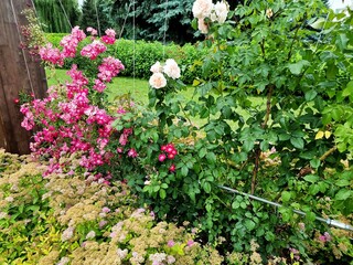 Beautiful flowers in the garden. Spiraea japonica and roses.