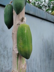 cactus on a wooden fence