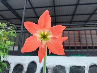flowers in the garden