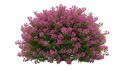 Lush Pink Bougainvillea Shrub Isolated on White Background