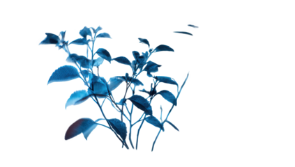 Blue Plant Leaves on Dark Background