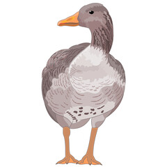 Waterfowl bird Goose big Anser anser watercolor vintage vector editable hand drawn